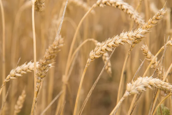 Wheat — Stock Photo, Image