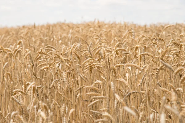 Tarweveld — Stockfoto