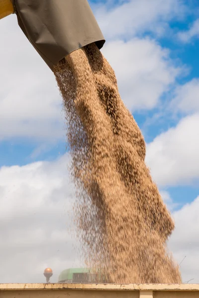 Lossning av spannmål — Stockfoto