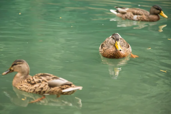 Patos — Fotografia de Stock