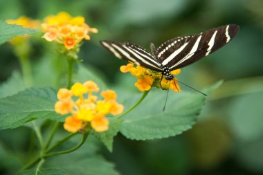 Zebra Longwing