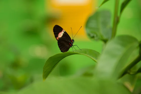 Briefträger-Schmetterling — Stockfoto