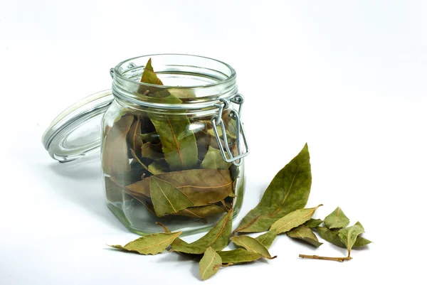 Laurel in a jar — Stock Photo, Image