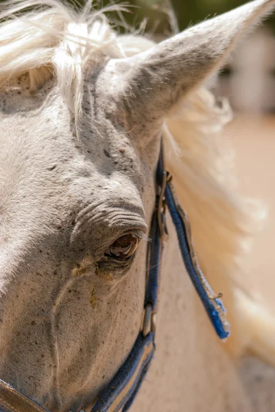 Caballo gris — Foto de Stock