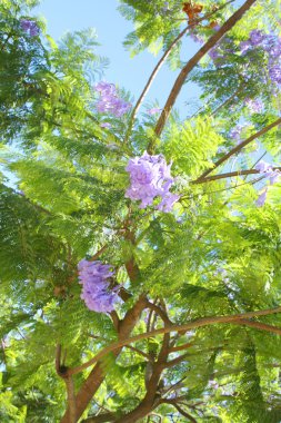 Jakaranda ağacı üzerinde mor çiçekleri