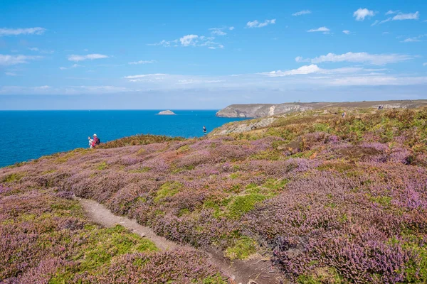 Cotes-d-Armor, France - 25 August 2019: Beautiful landscape with lilac heath meadows at Cape Frehel in Brittany in Northwestern of France