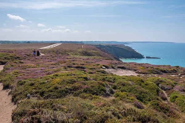 Cotes-d-Armor, France - 25 August 2019: Beautiful landscape with lilac heath meadows at Cape Frehel in Brittany in Northwestern of France