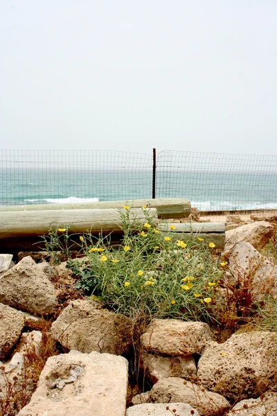 Květiny v Caesarea prastaré kameny — Stock fotografie