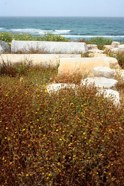 Flowers in Caesarea's ruins — Stock Photo, Image