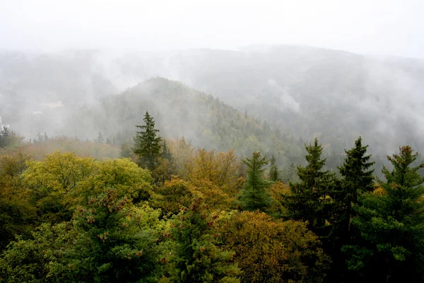 Вид сверху на осенний лес — стоковое фото