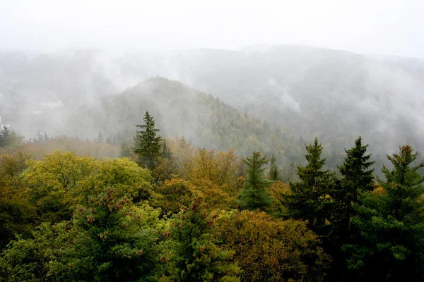 Bovenaanzicht van herfstbos — Stockfoto