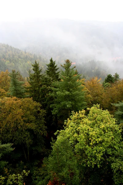 秋季森林的俯瞰 — 图库照片