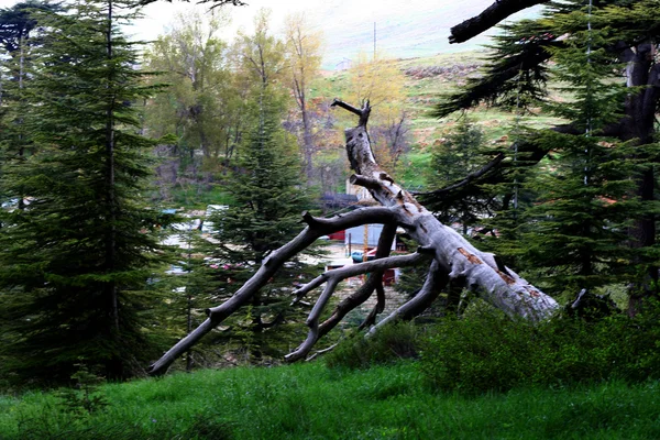 Ceder Woud in Libanon — Stockfoto