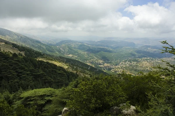 Кедровые леса Ливана — стоковое фото
