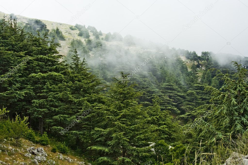 Cedar forest in Lebanon