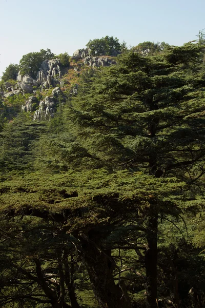 Floresta de cedro no Líbano — Fotografia de Stock