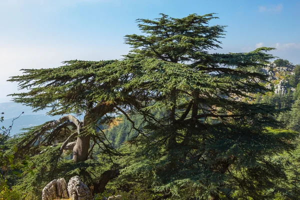 Forêt de cèdres au Liban — Photo