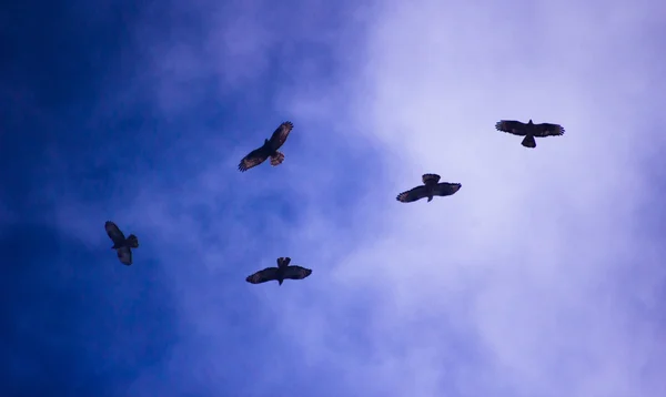 Птахи летять на блакитному небі — стокове фото