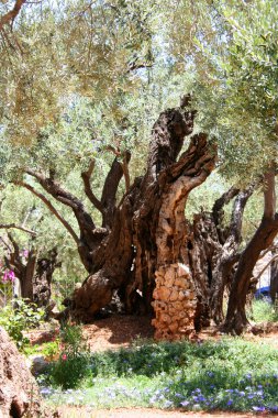 Olive, Kudüs'te Gethsemane Bahçe