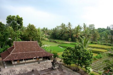 Tropikal orman kesimi, Doğu Java, Endonezya
