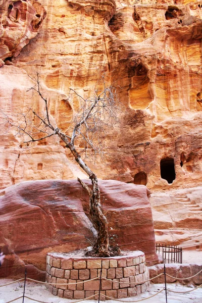 Tumbas talladas en la piedra arenisca roja en Petra, Jordania —  Fotos de Stock