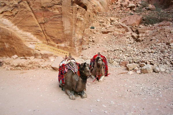 骆驼在佩特拉，Jordan — 图库照片