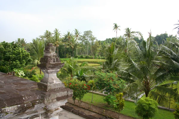 Tropisch woud segment, Oost-Java, Indonesië — Stockfoto