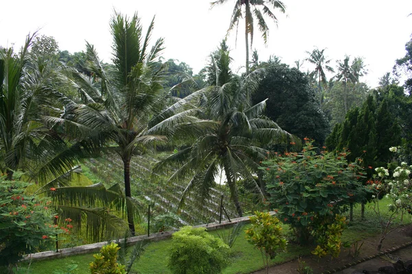 Tropical forest segment — Stock Photo, Image