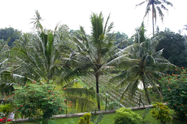 Segment forêt tropicale — Photo