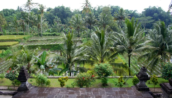 Tropikal orman kesimi, Doğu Java, Endonezya — Stok fotoğraf