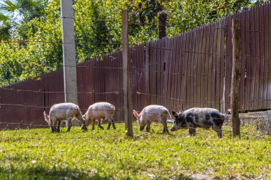 Küçük şirin dört domuz yavrusu bahçede özgürce dolaşıyor, Georgia..