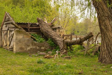 Hava şartları nedeniyle, Willow 'un kırık büyük dalı bir ağaçtan Georgia' daki boş bir hayvan yuvasının üzerine düştü..