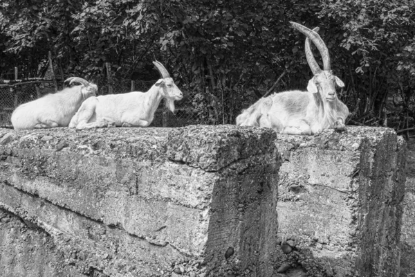 Goats Resting Concrete Blocks Samegrelo Georgia Billy Goat Has Interesting — Stock Photo, Image