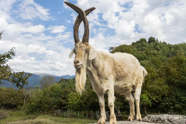 Standing Billy Goat Twisted Horns Samegrelo Georgia — Stock Photo, Image