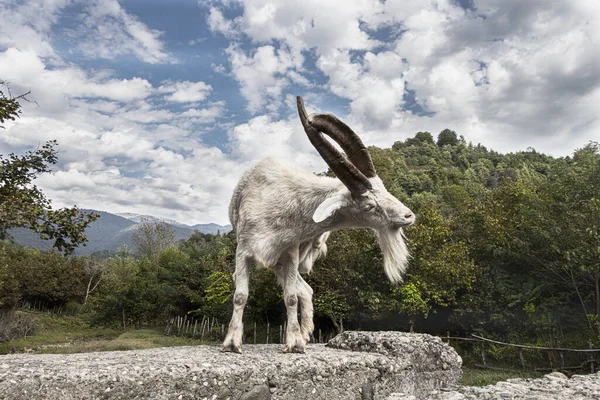 Funny Position Scratching Billy Goat Twisted Horns Samegrelo Georgia — Stock Photo, Image