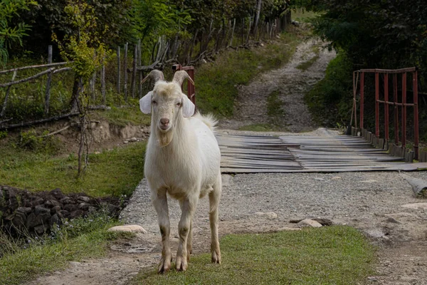 Goat Standing Alone Waiting Front Bridge Samegrelo Georgia — Stock Photo, Image