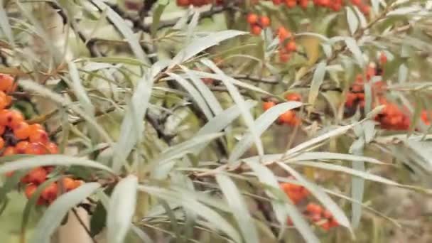 Branch Sea Buckthorn Ripe Berries — Stock Video