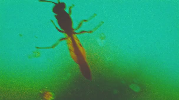 Insekt Bugg Dynamiskt Klipp Experimentella Färger Med Massivt Digitalt Brus — Stockvideo