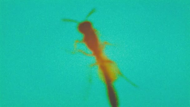 昆虫错误动态夹 带有巨大数字噪音的实验色 — 图库视频影像