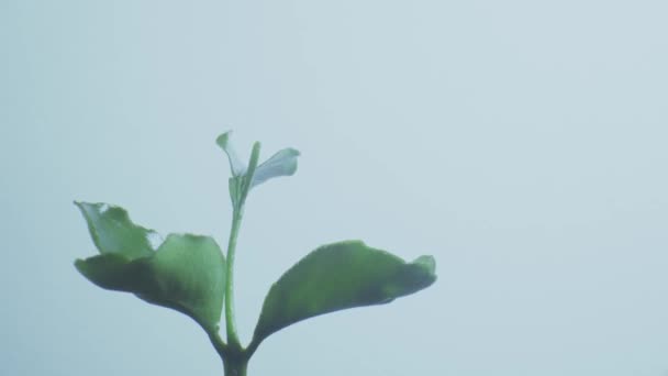 Zöld Levelű Fehér Hátterű Háztartási Növény Gyors Növekedési Idő Kiesés — Stock videók