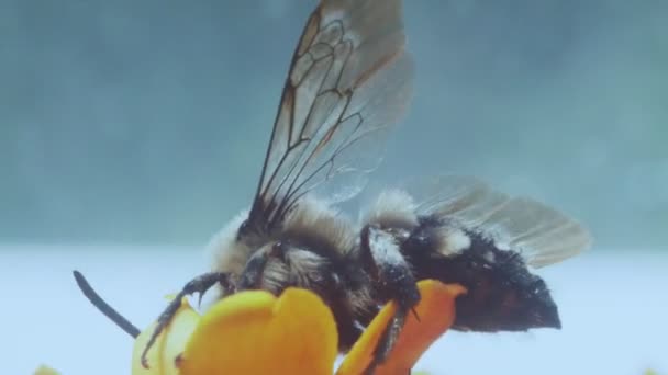 昆虫生活宏观观 — 图库视频影像