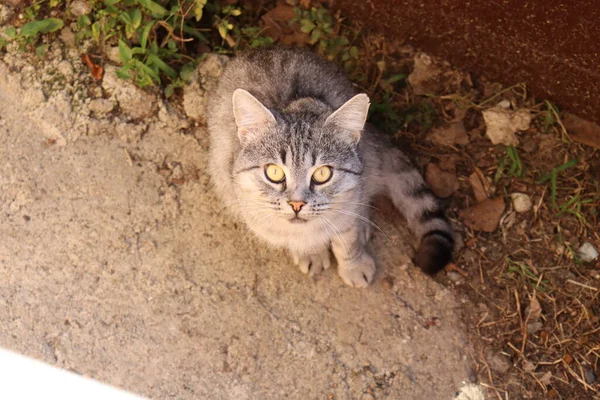 Katt Trädgården — Stockfoto