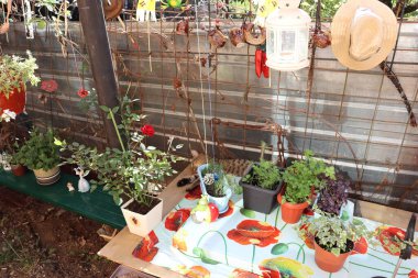 Kedi bahçede uyuyor.