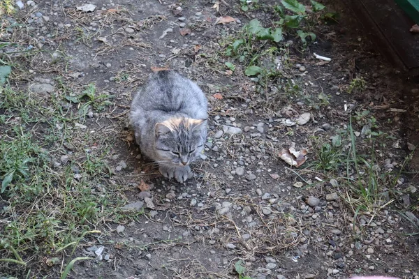 Eichhörnchen Auf Dem Boden — Stockfoto