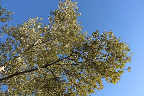 Tree Branch Yellow Leaves Blue Sky — Stock Photo, Image