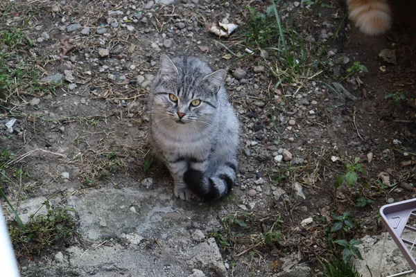 Большая Серая Кошка Саду — стоковое фото