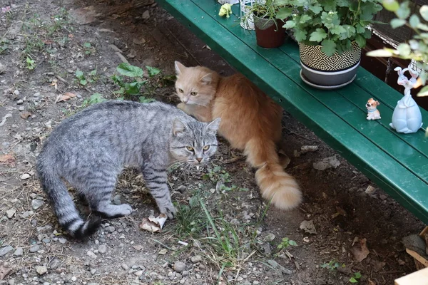 Stor Grå Katt Trädgården — Stockfoto