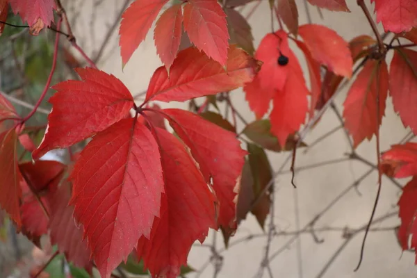 Hermosas Hojas Rojas Jardín — Foto de Stock