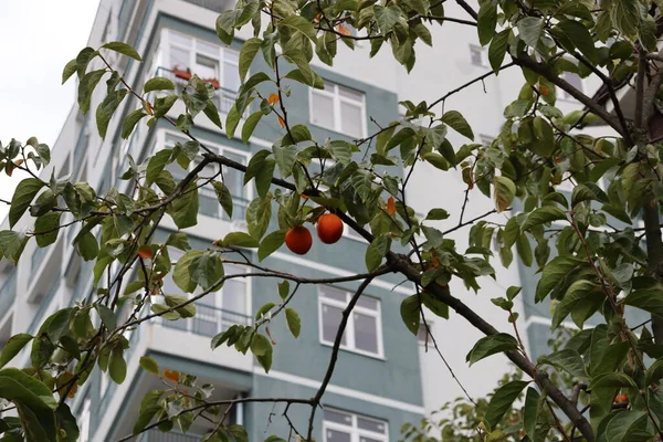 家の裏に熟した柿の実 — ストック写真