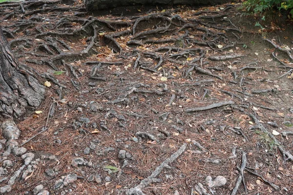 地上の木の根は — ストック写真